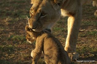 EA_Lioness & Cub